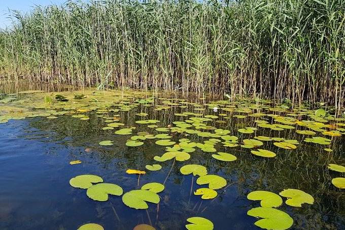 Die Arten und Lebensräume im FFH-Gebiet „Kremmener Luch“ sind auf einen intakten Wasserhaushalt im Schutzgebiet angewiesen - Foto: NABU / Laura Klein