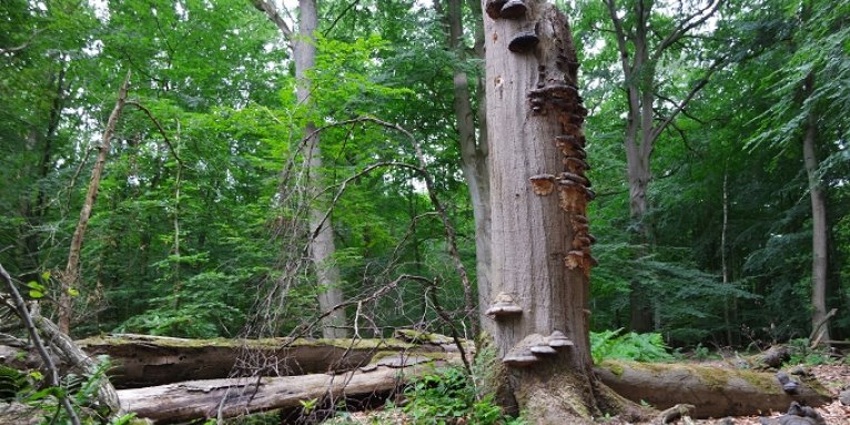 Strukturreicher naturnaher Wald mit hohem Altholzanteil sowie stehendem und liegendem Totholz im FFH-Gebiet "Hainholz an der Stepenitz" - Foto: NABU / Laura Klein