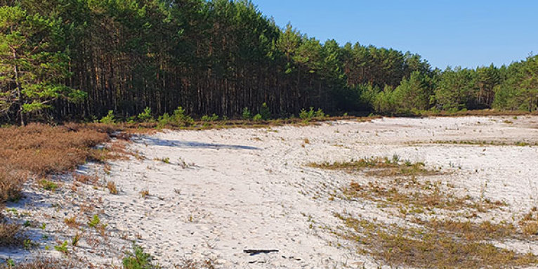 Strandlingsgesellschaften (LRT 3131) im Naturschutz- und FFH-Gebiet „Rohatschgebiet zwischen Guteborn und Hohenbocka“ – Foto: NABU/Laura Klein