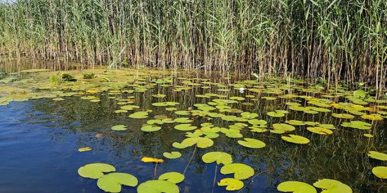 Die Arten und Lebensräume im FFH-Gebiet „Kremmener Luch“ sind auf einen intakten Wasserhaushalt im Schutzgebiet angewiesen - Foto: NABU / Laura Klein