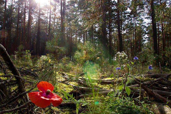 Gifteinsatz in Brandenburgs Wäldern muss verhindert werden