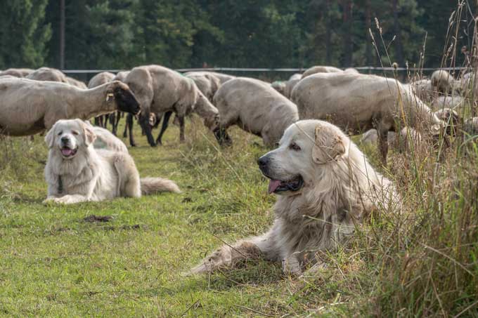 Herdenschutzhunde Schäferei Kaltschmidt - Foto: W. Ewert