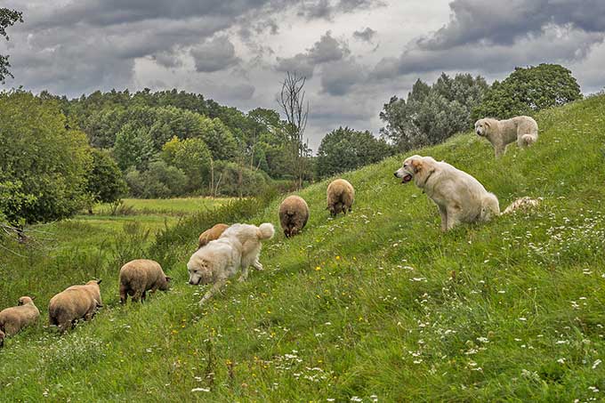 Schafe auf einer Wiese - Foto: W. Ewert