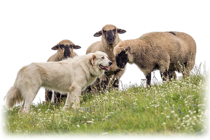 Herdenschutzhund mit Schafen - Foto: W. Ewert