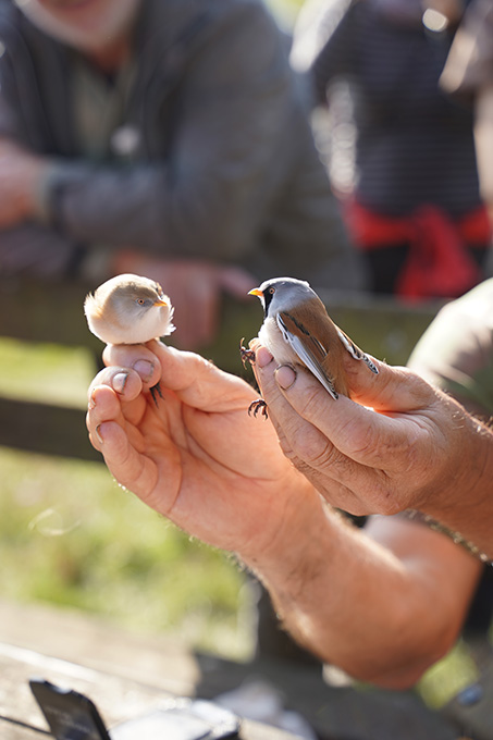 Bartmeisen bei der Vogelberingung | Foto: Rebecca Vaßen