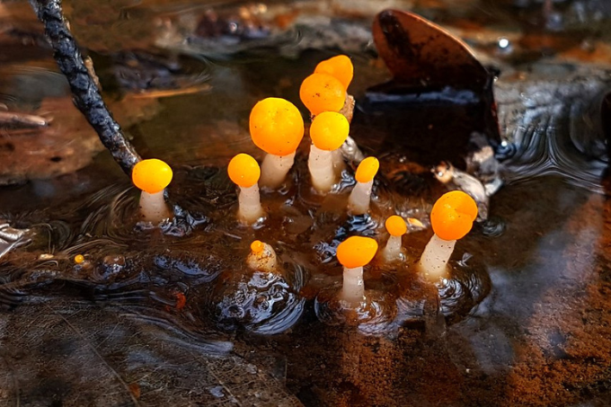 Pilz des Jahres 2023 – Sumpfhaubenpilz (Mitrula paludosa) | Foto: naturgucker/Michael Masslow