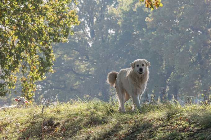Herdenschutzhund Schäferei Jeronimus - Foto: W. Ewert
