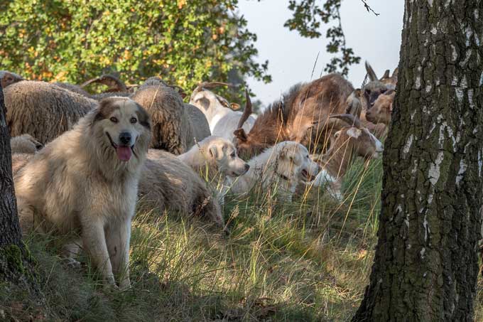 Herdenschutzhund Schäferei Jeronimus - Foto: W. Ewert