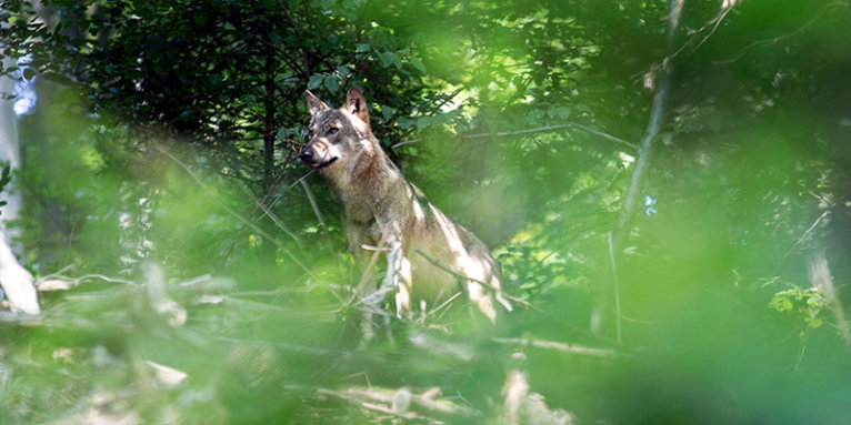 Wolf im Odenwald - Foto: Hans Oppermann