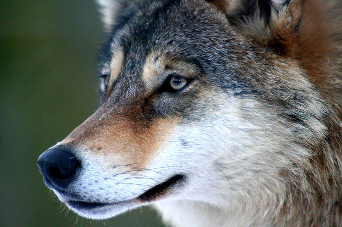 Wolfportraet, Foto: Thomas Pusch