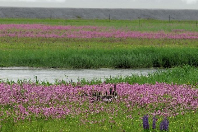 Blütenreiches Grünland im Nullgebiet - Foto: Reimer Stecher