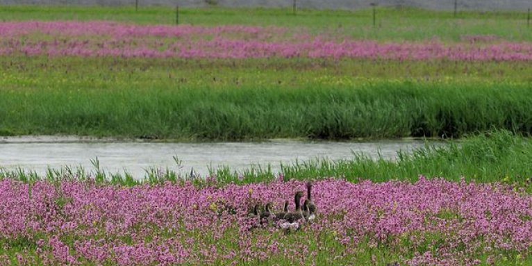 Blütenreiches Grünland im Nullgebiet - Foto: Reimer Stecher